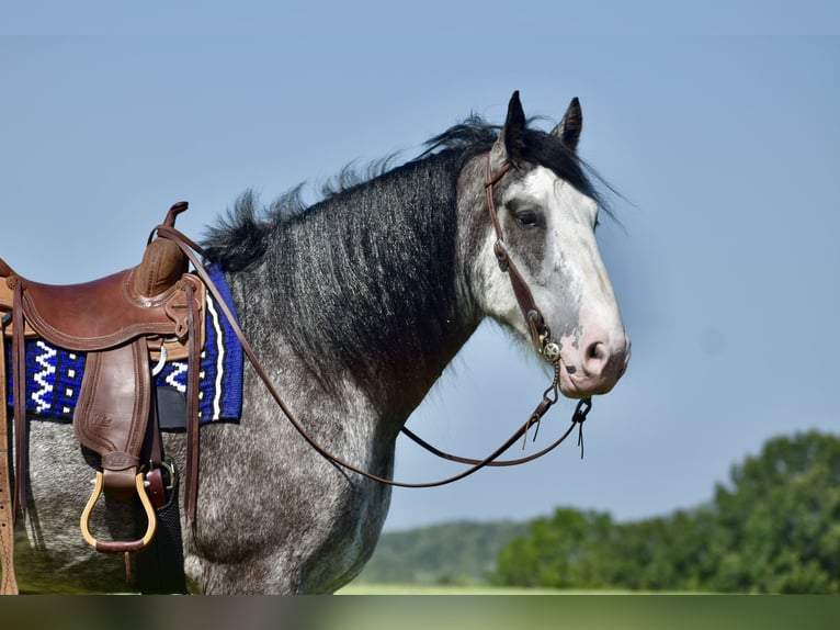 Clydesdale Gelding 5 years 16,1 hh Roan-Blue in Crab Orchard, KY