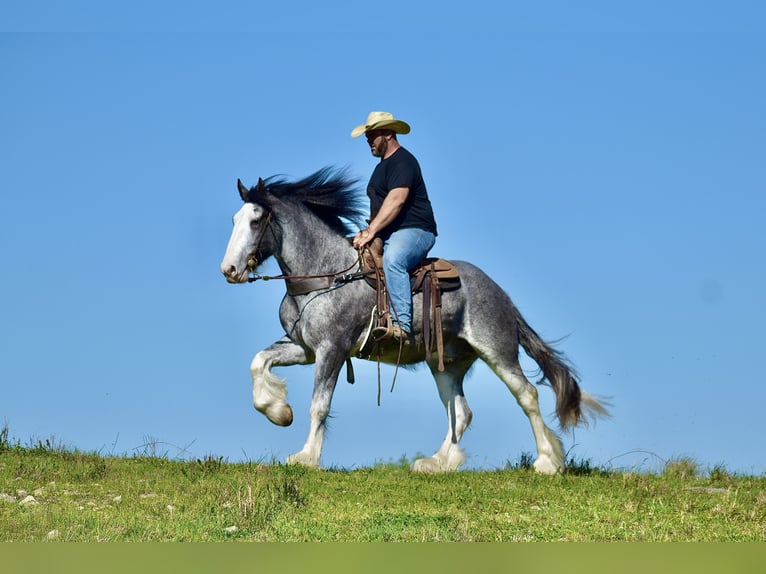 Clydesdale Gelding 5 years 16,1 hh Roan-Blue in Crab Orchard, KY