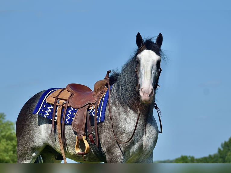 Clydesdale Gelding 5 years 16,1 hh Roan-Blue in Crab Orchard, KY