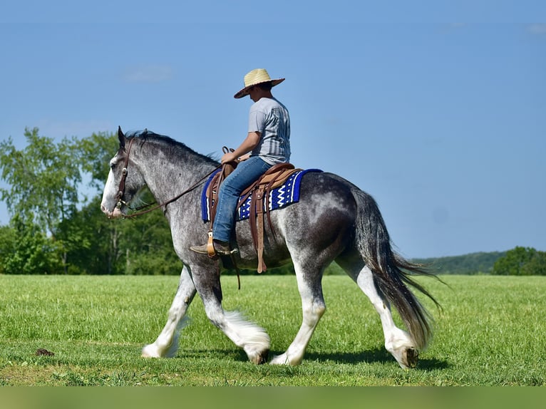 Clydesdale Gelding 5 years 16,1 hh Roan-Blue in Crab Orchard, KY