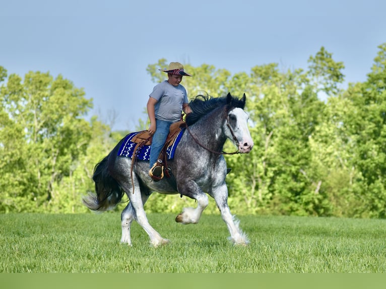 Clydesdale Gelding 5 years 16,1 hh Roan-Blue in Crab Orchard, KY