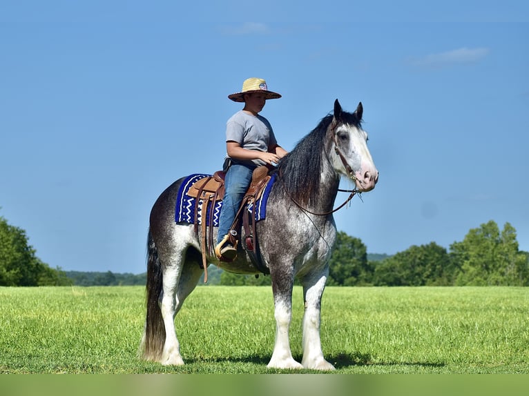 Clydesdale Gelding 5 years 16,1 hh Roan-Blue in Crab Orchard, KY