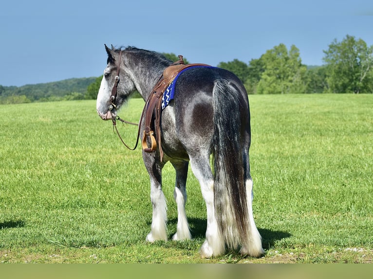 Clydesdale Gelding 5 years 16,1 hh Roan-Blue in Crab Orchard, KY