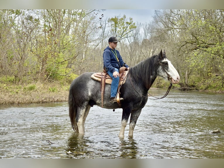 Clydesdale Gelding 5 years 16,1 hh Roan-Blue in Crab Orchard, KY