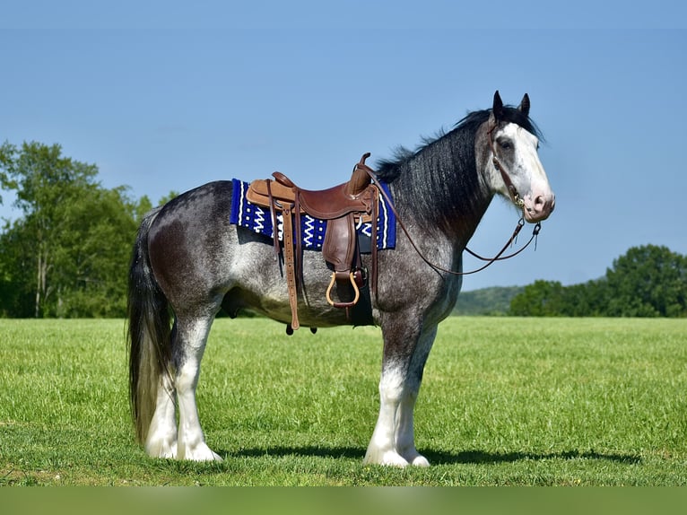 Clydesdale Gelding 5 years 16,1 hh Roan-Blue in Crab Orchard, KY