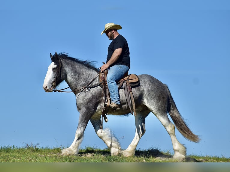 Clydesdale Gelding 5 years 16,1 hh Roan-Blue in Crab Orchard, KY