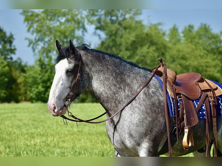 Clydesdale Gelding 5 years 16,1 hh Roan-Blue in Crab Orchard, KY