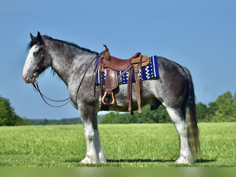 Clydesdale Gelding 5 years 16,1 hh Roan-Blue in Crab Orchard, KY