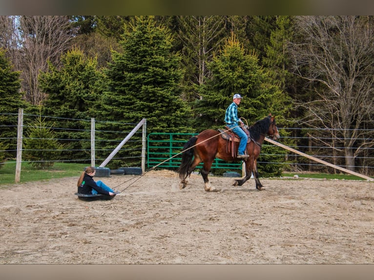Clydesdale Gelding 5 years 16.2 hh Bay in Warsaw NY