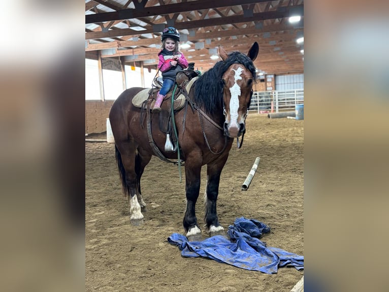 Clydesdale Gelding 5 years 16.2 hh Bay in Warsaw NY