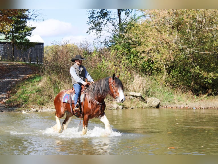 Clydesdale Gelding 5 years 16 hh Roan-Bay in Flemingsburg Ky