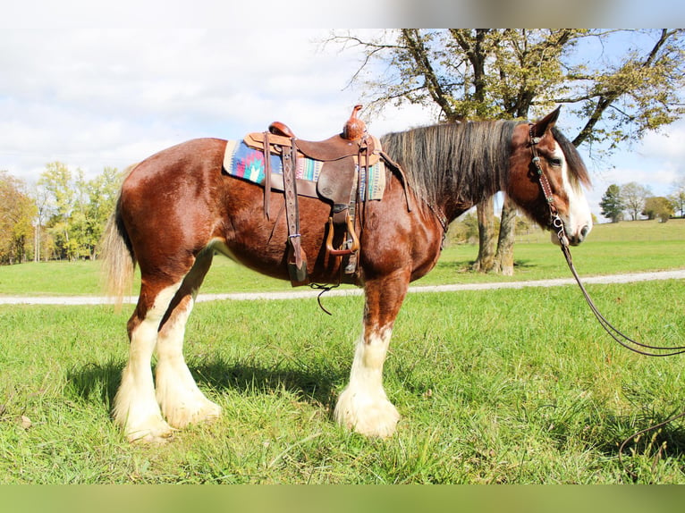 Clydesdale Gelding 5 years 16 hh Roan-Bay in Flemingsburg Ky