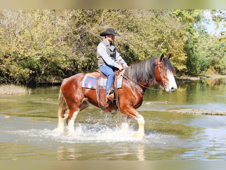 Clydesdale Gelding 5 years 16 hh Roan-Bay in Flemingsburg Ky