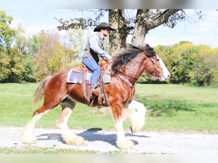 Clydesdale Gelding 5 years 16 hh Roan-Bay in Flemingsburg Ky