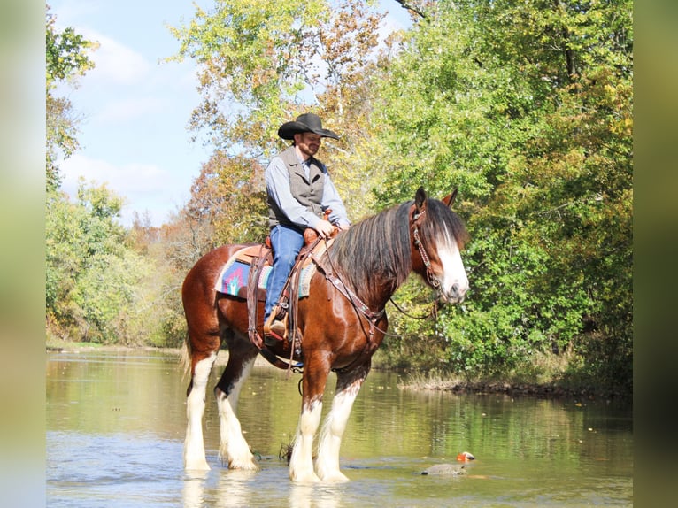 Clydesdale Gelding 5 years 16 hh Roan-Bay in Flemingsburg Ky