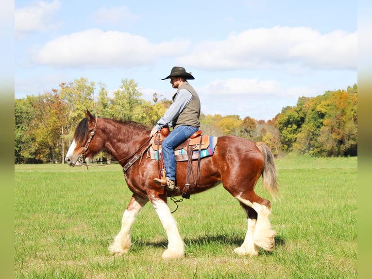 Clydesdale Gelding 5 years 16 hh Roan-Bay in Flemingsburg Ky