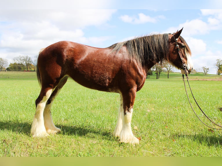 Clydesdale Gelding 5 years 16 hh Roan-Bay in Flemingsburg Ky