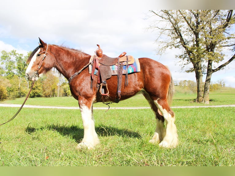 Clydesdale Gelding 5 years 16 hh Roan-Bay in Flemingsburg Ky