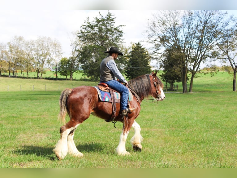 Clydesdale Gelding 5 years 16 hh Roan-Bay in Flemingsburg Ky