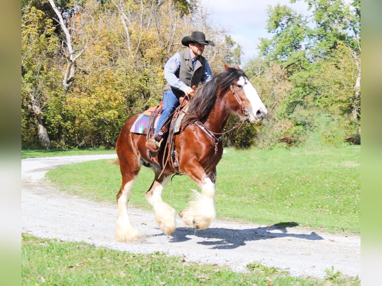 Clydesdale Gelding 5 years 16 hh Roan-Bay in Flemingsburg Ky