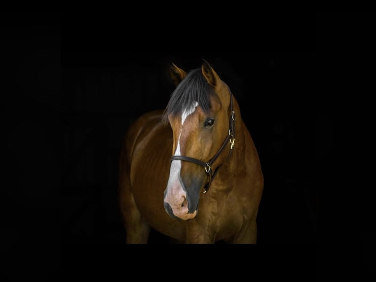 Clydesdale Mix Gelding 5 years 16,1 hh Bay in Street