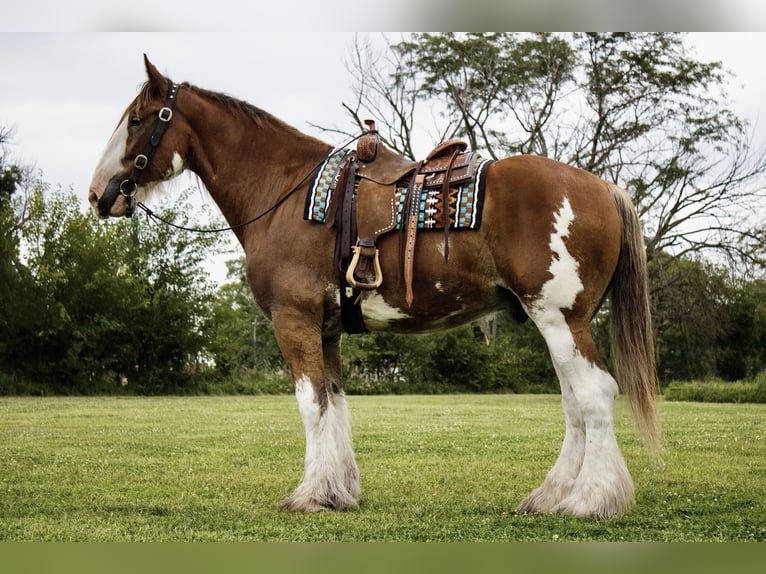 Clydesdale Gelding 5 years 17 hh Bay in Battle Creek