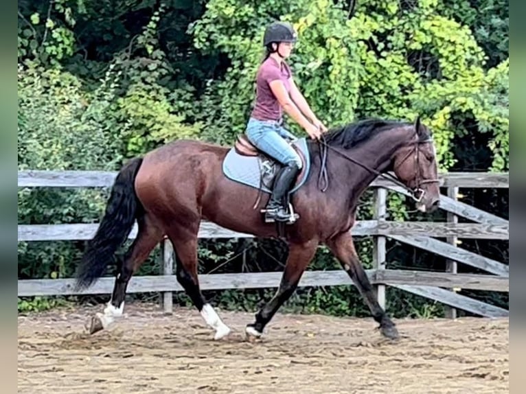 Clydesdale Mix Gelding 5 years Bay in Northfield, MA