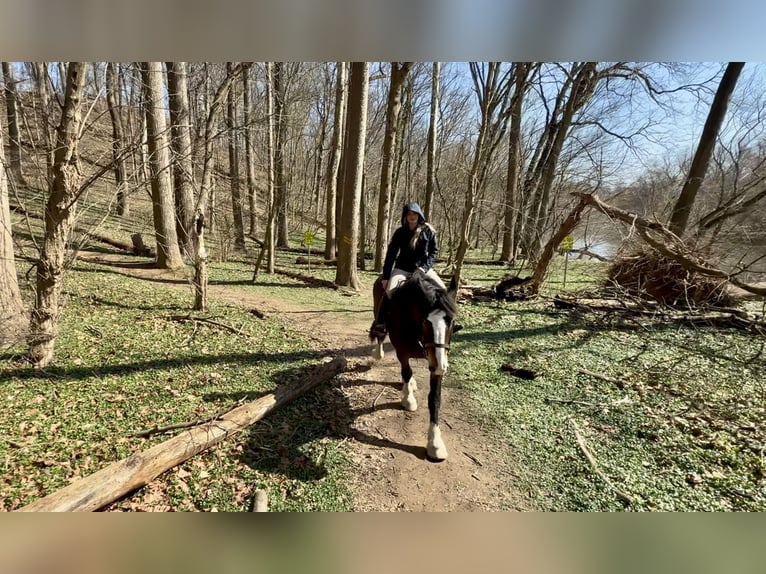 Clydesdale Mix Gelding 6 years 17 hh Bay in Gap