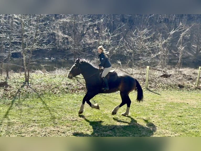 Clydesdale Mix Gelding 6 years 17 hh Bay in Gap