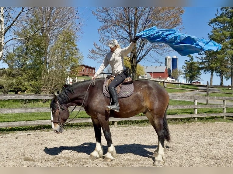 Clydesdale Mix Gelding 6 years 17 hh Bay in Gap