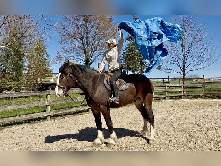 Clydesdale Mix Gelding 6 years 17 hh Bay in Gap
