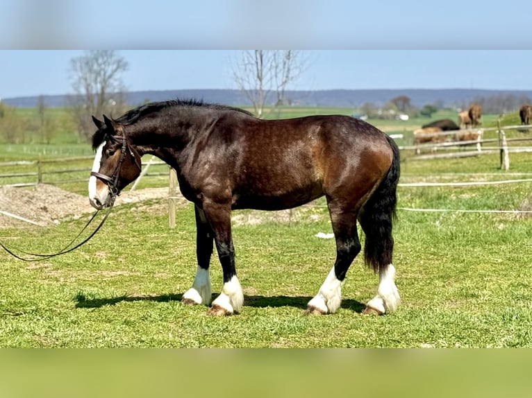 Clydesdale Mix Gelding 6 years 17 hh Bay in Gap