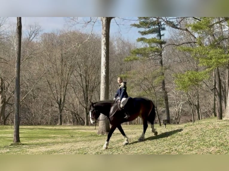Clydesdale Mix Gelding 6 years 17 hh Bay in Gap