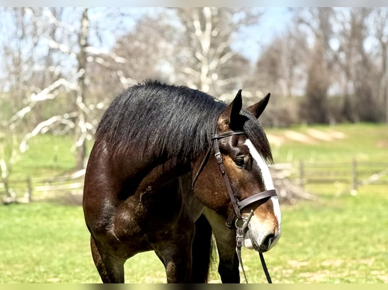 Clydesdale Mix Gelding 6 years 17 hh Bay in Gap