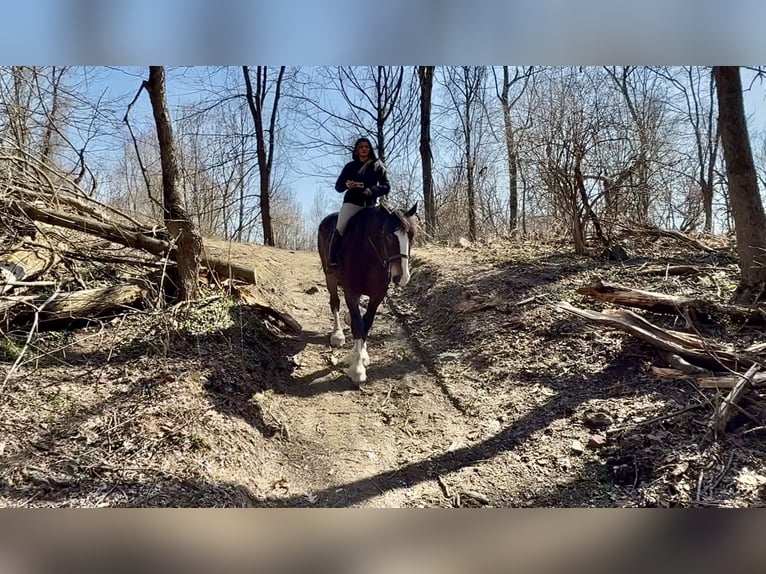 Clydesdale Mix Gelding 6 years 17 hh Bay in Gap