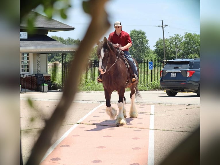 Clydesdale Gelding 6 years 18 hh Black in Grand Saline