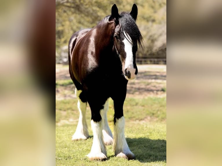 Clydesdale Gelding 6 years 18 hh Black in Grand Saline