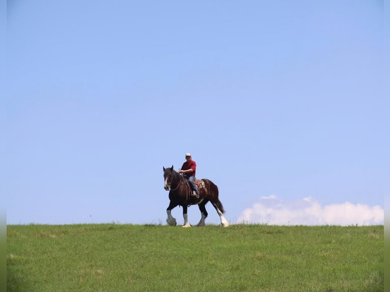 Clydesdale Gelding 6 years 18 hh Black in Grand Saline