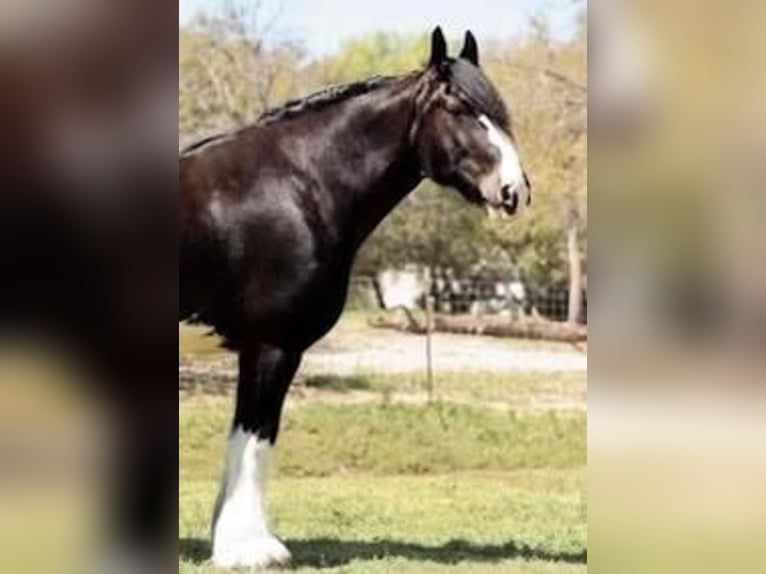 Clydesdale Gelding 6 years 18 hh Black in Grand Saline