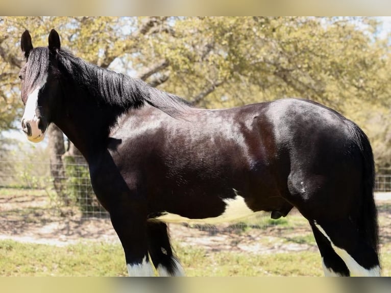 Clydesdale Gelding 6 years 18 hh Black in Grand Saline