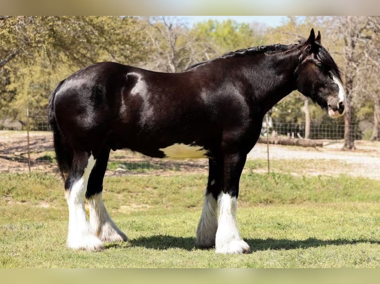 Clydesdale Gelding 6 years 18 hh Black in Grand Saline