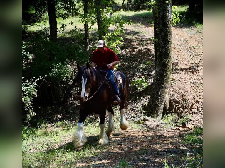 Clydesdale Gelding 6 years 18 hh Black in Grand Saline