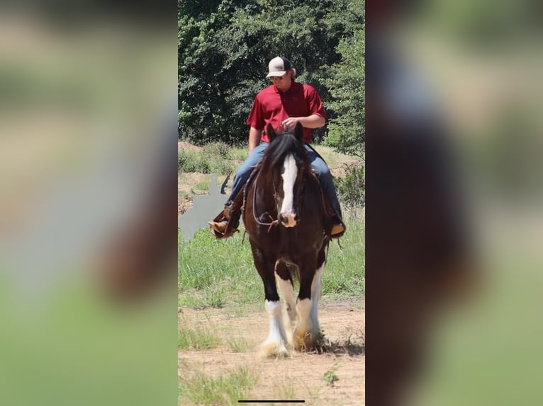 Clydesdale Gelding 6 years 18 hh Black in Grand Saline