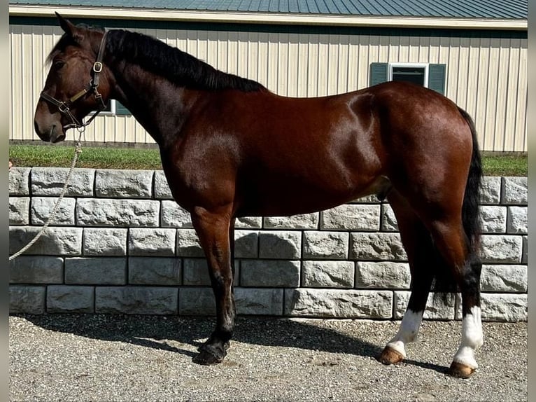 Clydesdale Mix Gelding 6 years Bay in Northfield, MA