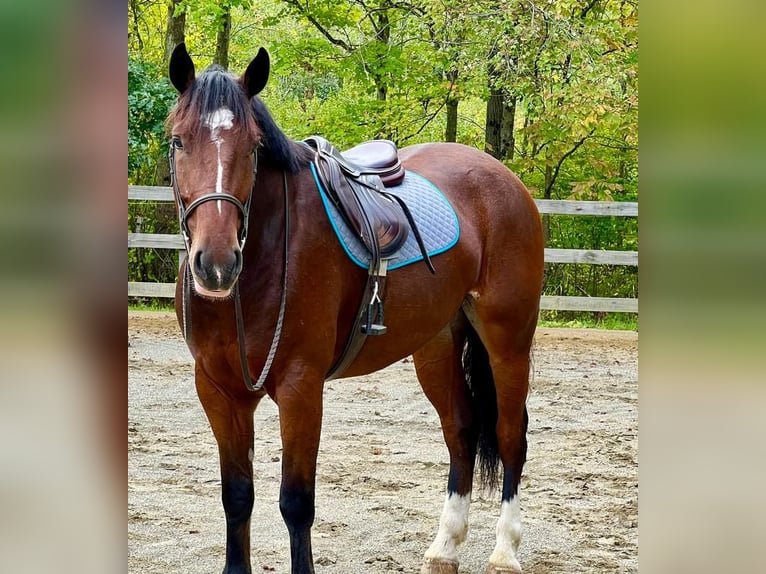 Clydesdale Mix Gelding 6 years Bay in Northfield, MA