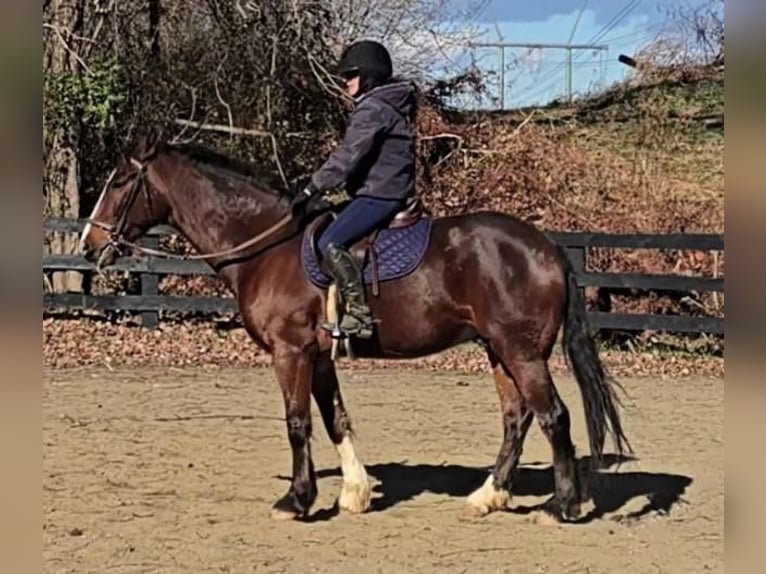 Clydesdale Gelding 7 years 16,1 hh Bay in Jeffersonton