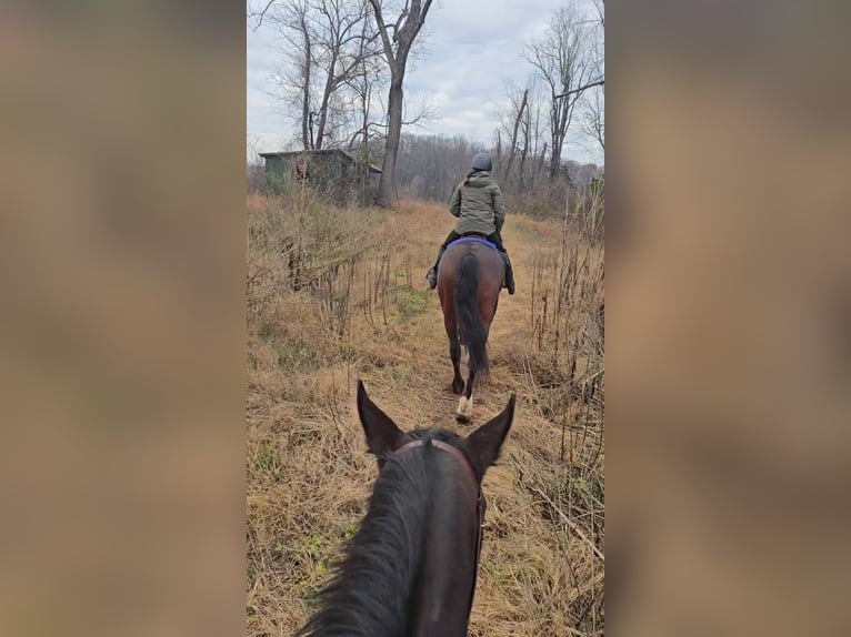 Clydesdale Gelding 7 years 16,1 hh Bay in Jeffersonton