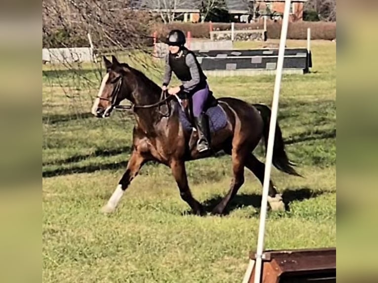 Clydesdale Gelding 7 years 16,1 hh Bay in Jeffersonton