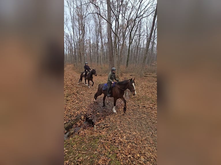 Clydesdale Gelding 7 years 16,1 hh Bay in Jeffersonton