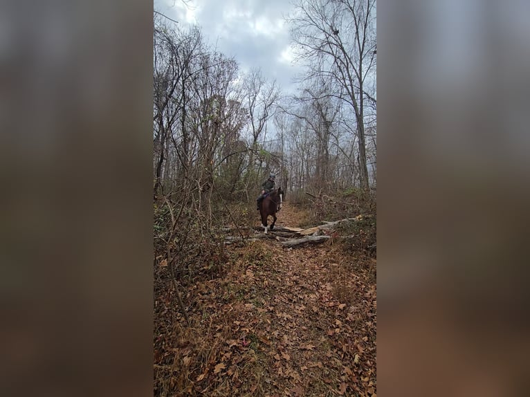 Clydesdale Gelding 7 years 16,1 hh Bay in Jeffersonton